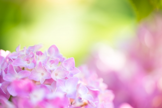6月の花　紫陽花