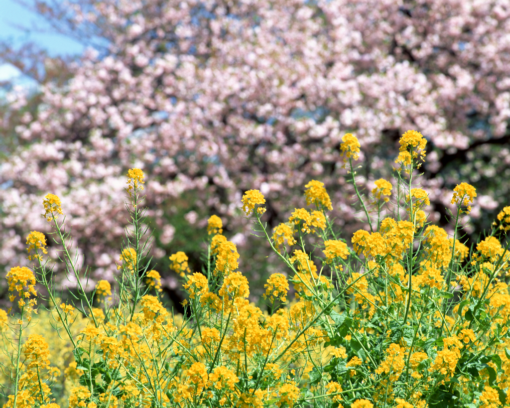 4月桜と菜の花　春